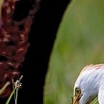 IMG_6631  Garde boeufs amateur de grenouilles